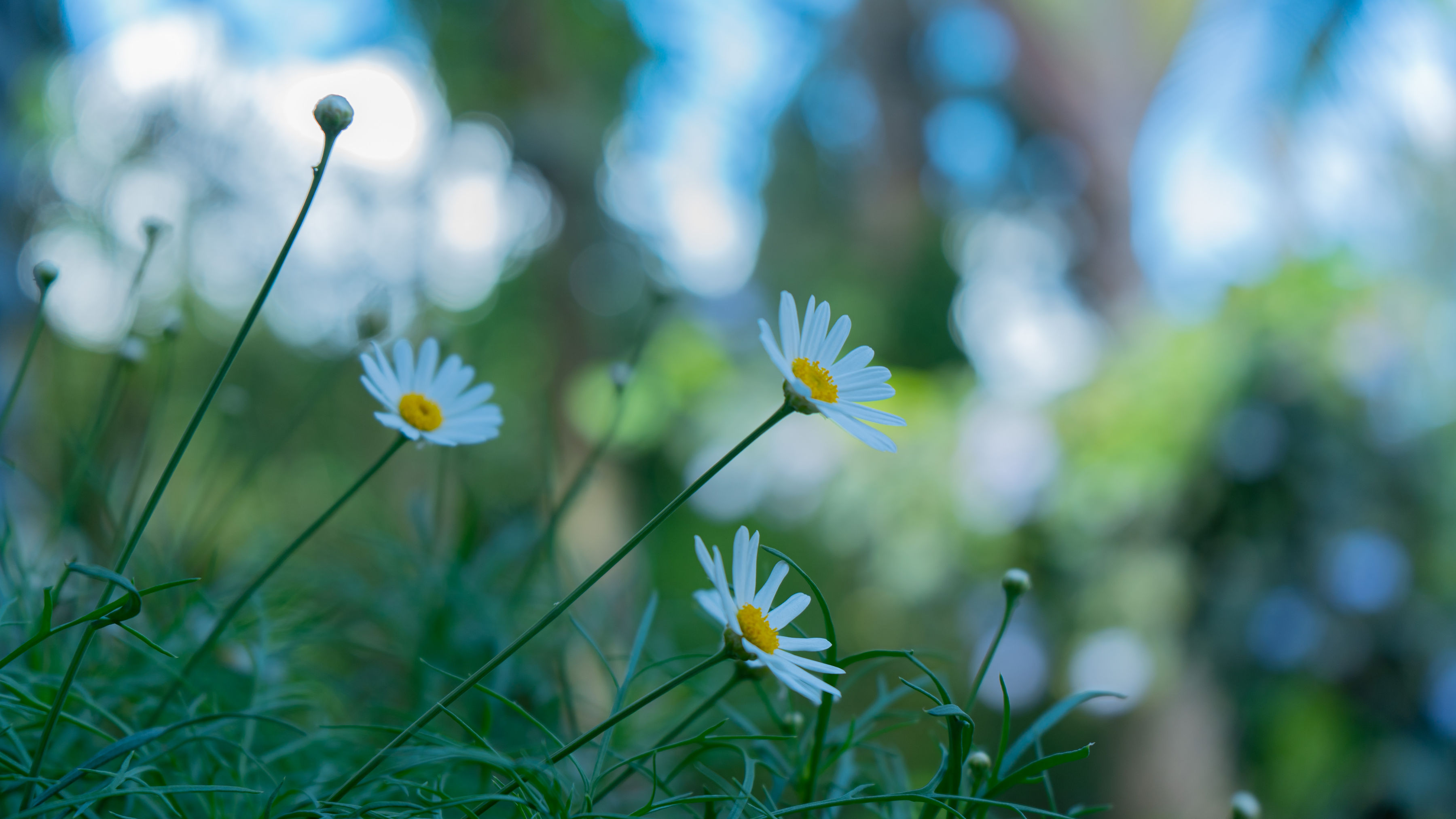 Garden photo