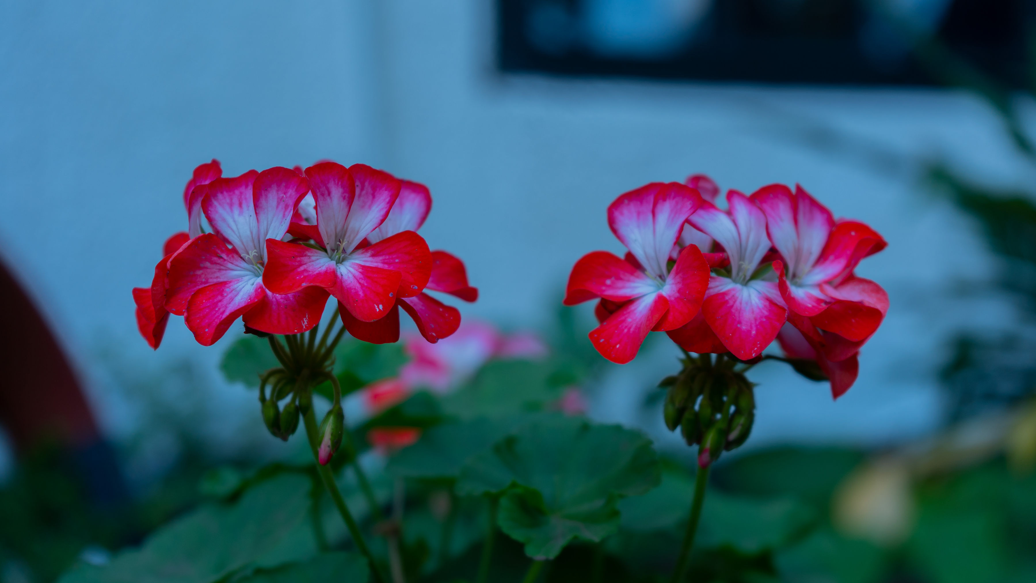 Garden photo